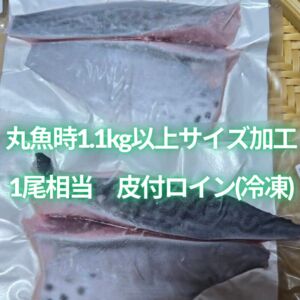 【OEM商品ﾓﾆﾀｰ価格】“媛スマ皮付ロイン(丸魚時1.1kg以上サイズ加工)”　【1尾相当/箱】