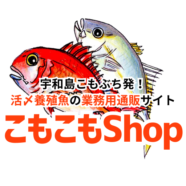 宇和島こもぶち発！活〆養殖魚の業務用通販サイト こもこもShop